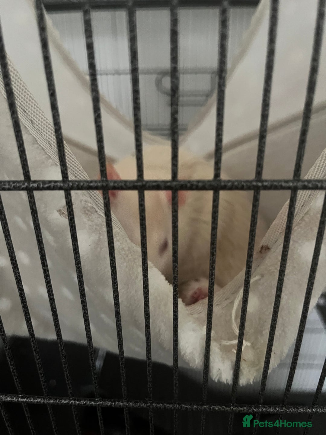 Rat rodents for sale: Two Rats and Cage - Image 4