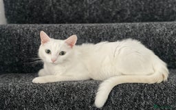 Ragdoll cats for sale: Snow White Ragdoll cat with mother - Image 6
