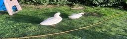 Ducks poultry for sale: Selling bonded ducks adult  pair . Age 10 months . - Advert 5