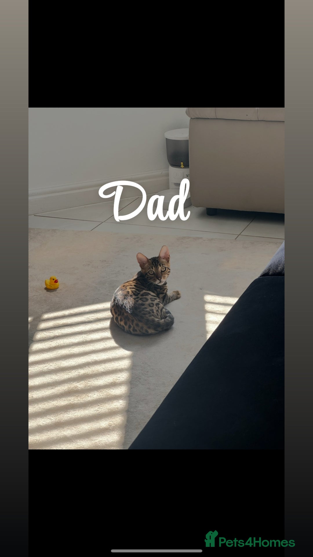 Bengal cats for sale: 1silver female  bengal 1charcoal male bengal pure - Image 4