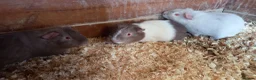 Guinea Pig rodents for sale: Baby Guinea Pigs for Sale - Advert 2