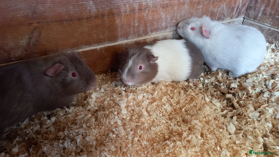 Guinea Pig rodents for sale: Baby Guinea Pigs for Sale - Advert 2