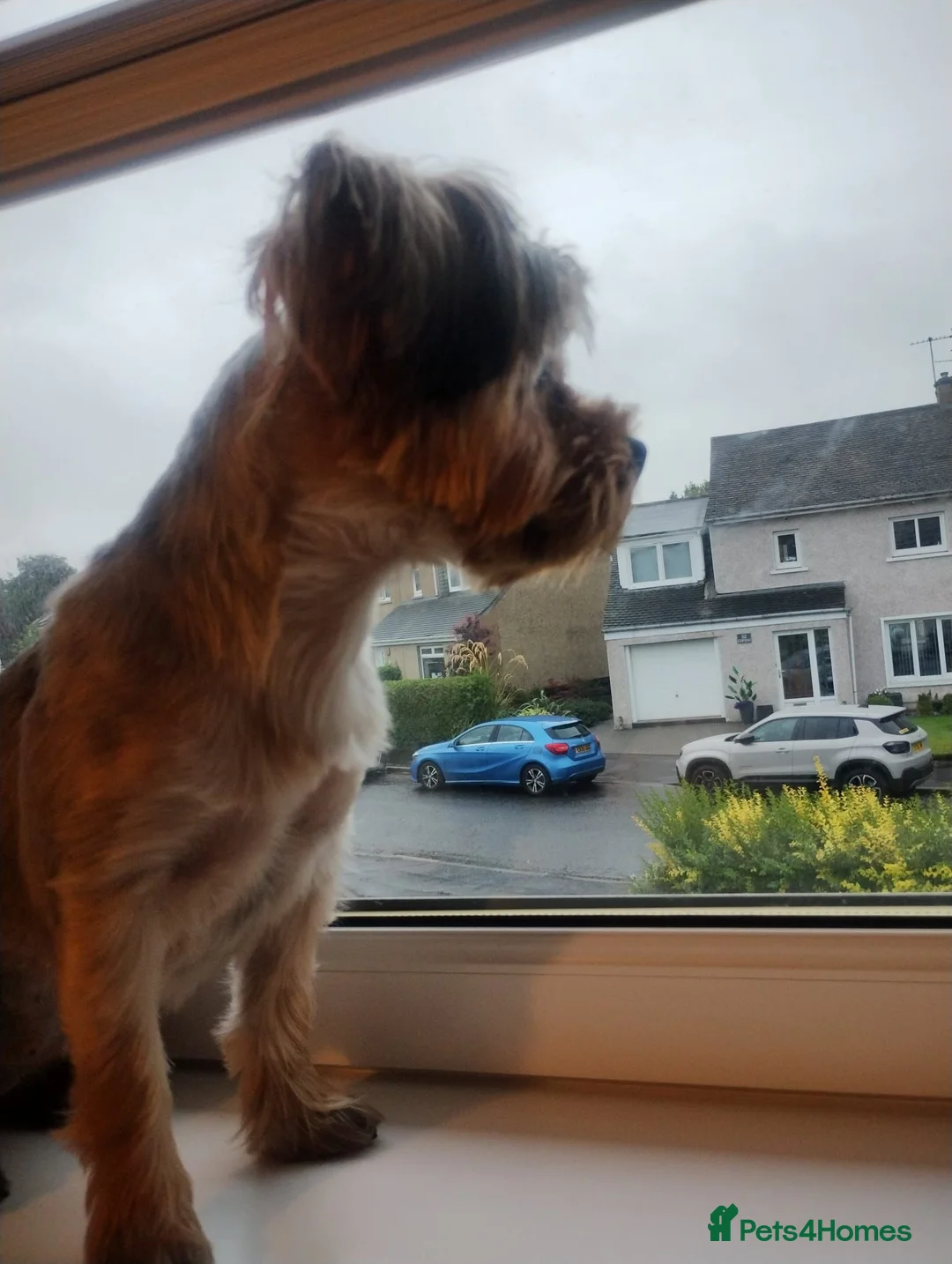 Yorkshire Terrier dogs for sale: 10 Months Yorkshire female dog in Glasgow - Advert 2