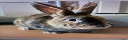 Harlequin rabbits for sale: Harlequin Female Breeding Rabbit - Advert 1