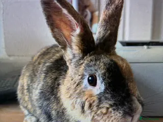Harlequin rabbits for sale: Harlequin Female Breeding Rabbit - Advert 1