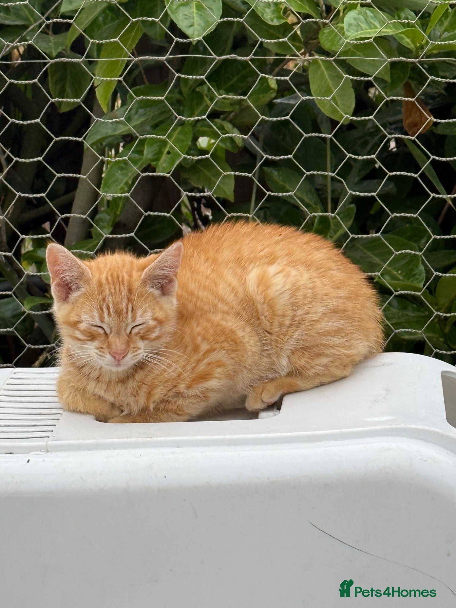 Mixed Breed cats Beautiful British short hair cross  - Advert 10