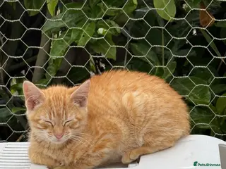 Mixed Breed cats Beautiful British short hair cross - Advert 10