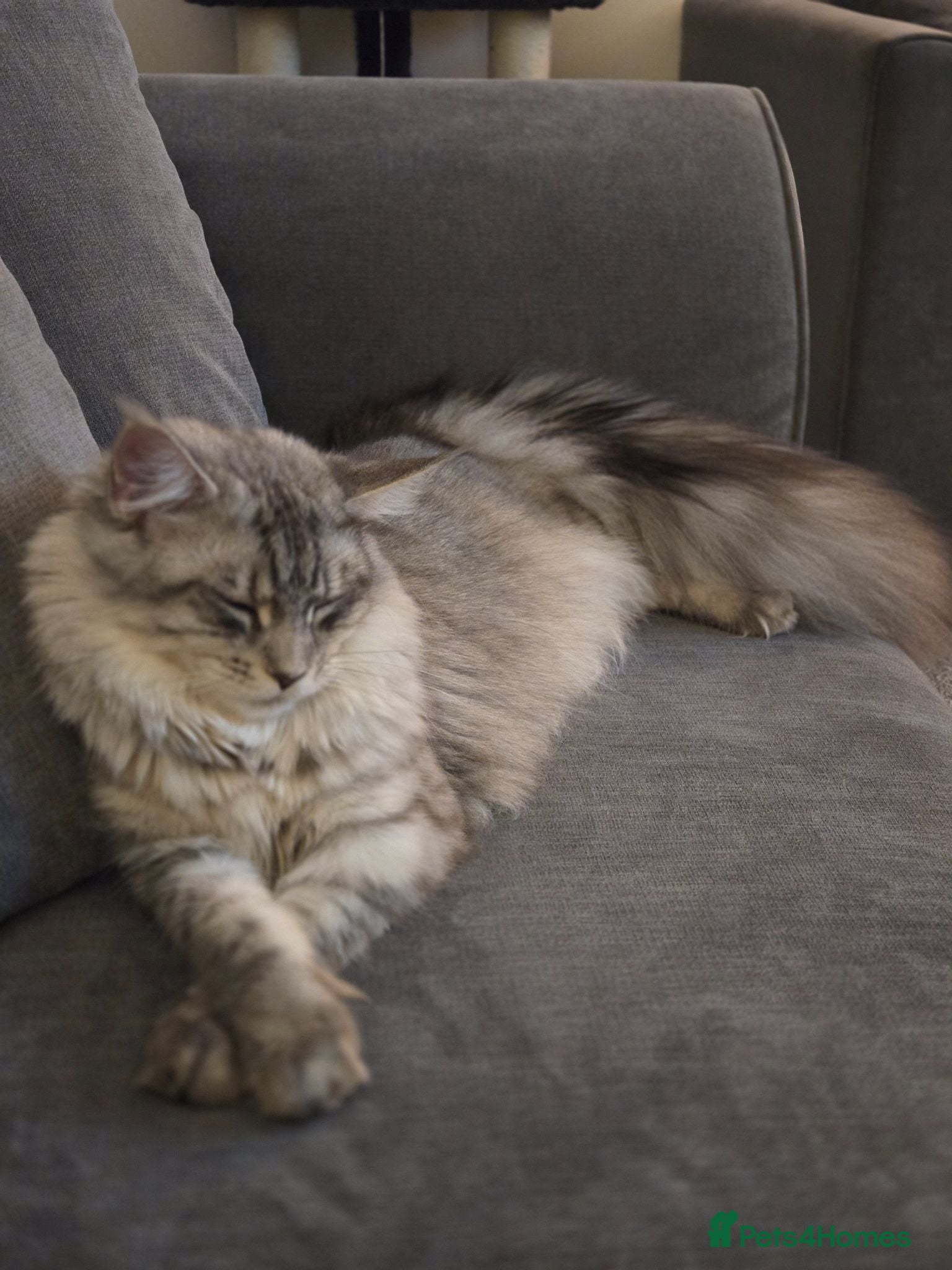 Maine Coon cats Nymeria - Advert 6