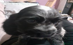 Cocker Spaniel dogs for sale: Adorable KC show cocker spaniels - Advert 12