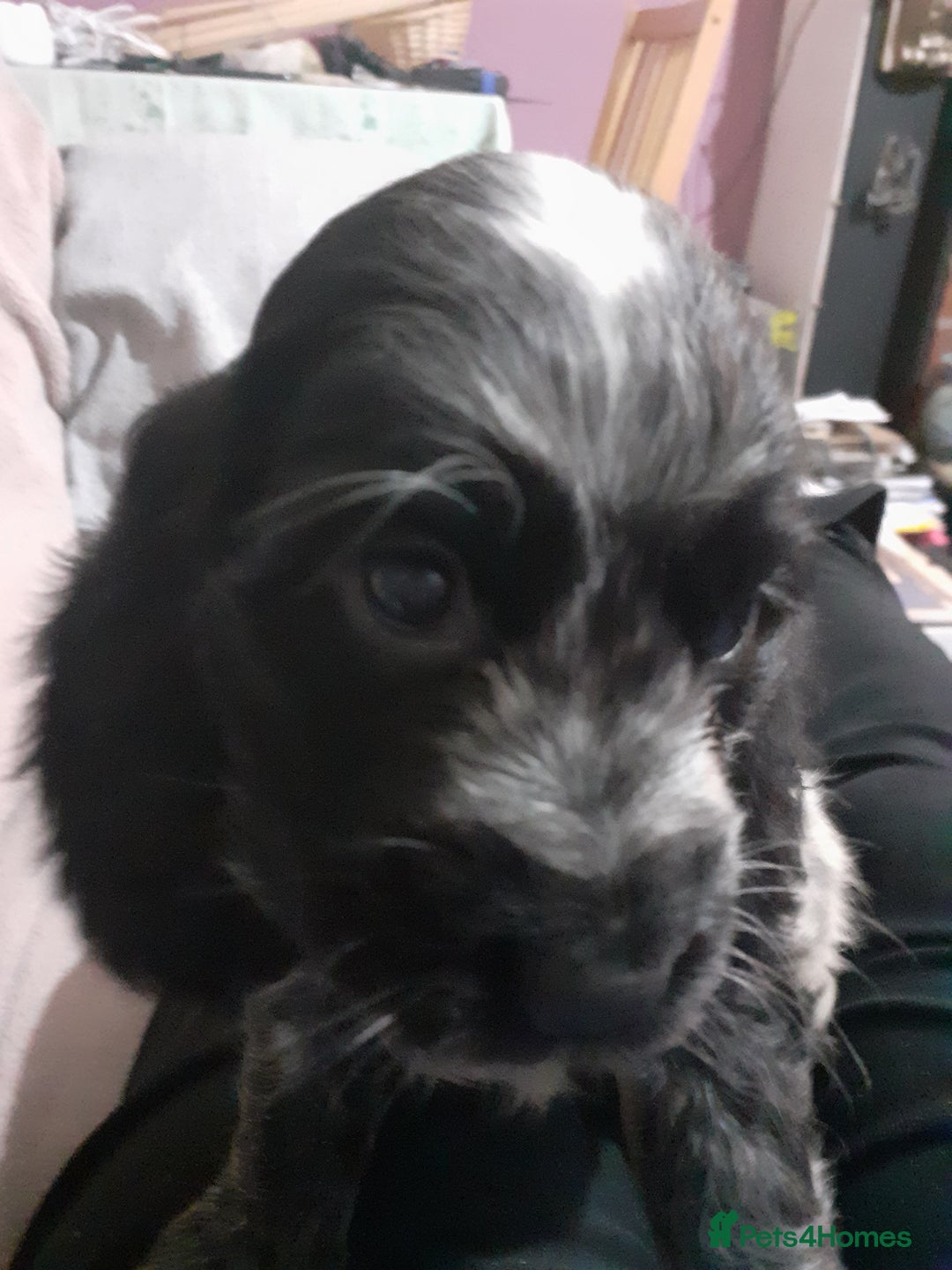 Cocker Spaniel dogs for sale: Adorable KC show cocker spaniels - Advert 12