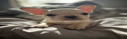 French Bulldog dogs for sale: Frenchie puppies available - Advert 40