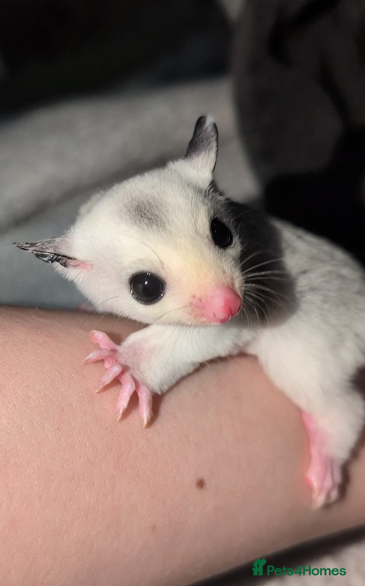 Sugar Glider rodents Sugar glider joeys - Advert 22
