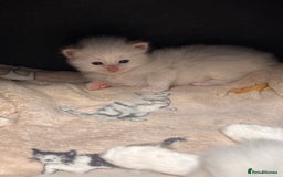 Ragdoll cats for sale: Ragdoll Kittens  - Image 10