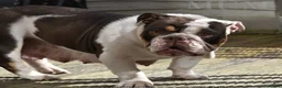 English Bulldog dogs for sale: Like Father Like Son 1 Male pup available in Burnley - Advert 25
