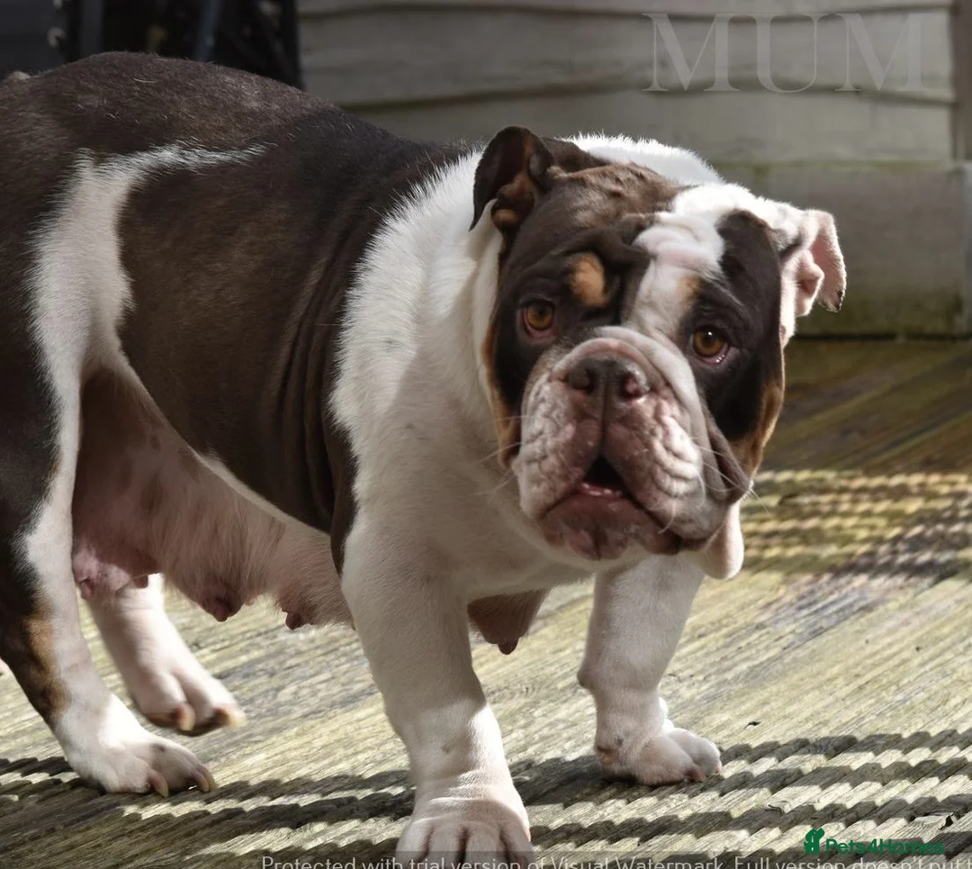 English Bulldog dogs for sale: Like Father Like Son 1 Male pup available in Burnley - Advert 25