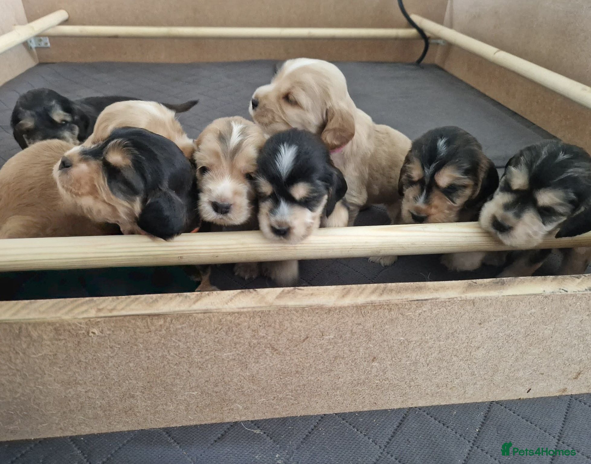 Cocker Spaniel dogs Show Cocker Spaniel Puppies- Champion Lineage🏆🐾 - Advert 1