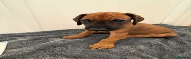 Rhodesian Ridgeback 3