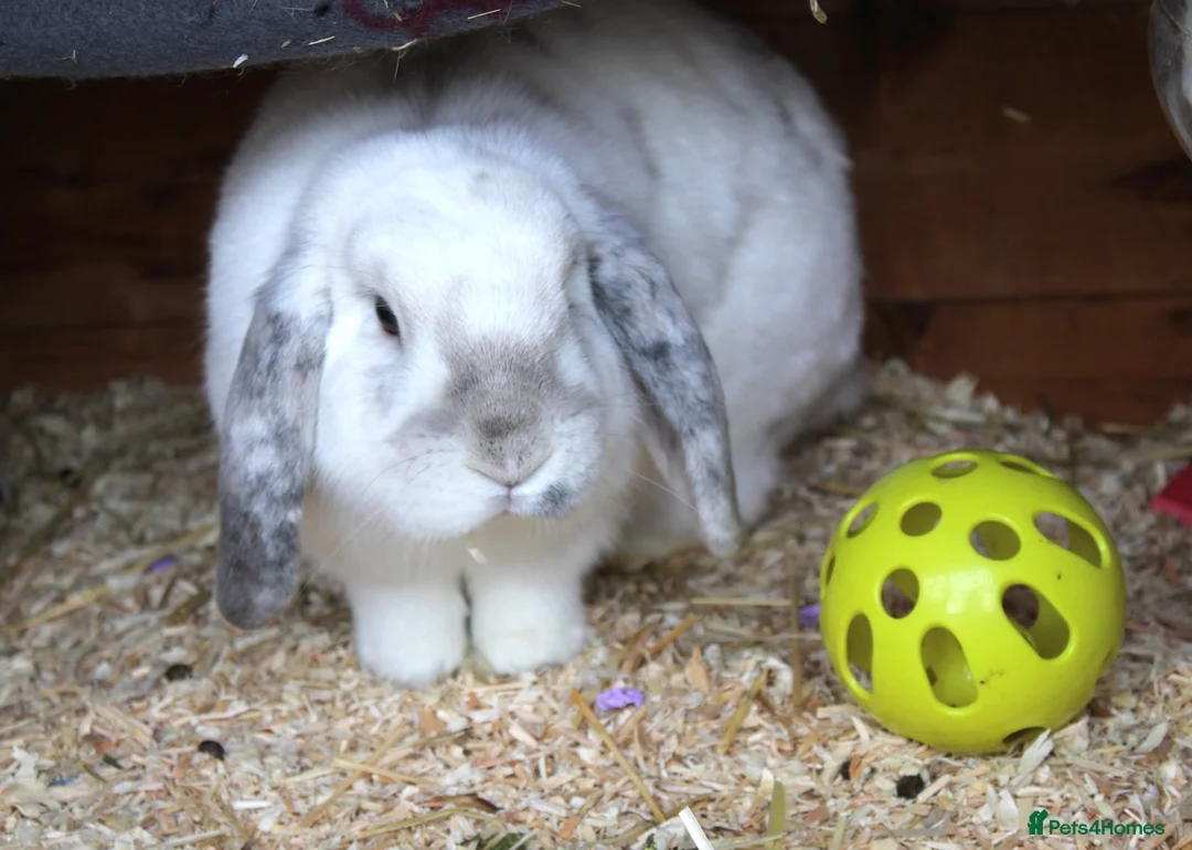 Mini Lop rabbits for sale: Beautiful Mini lop  - Advert 4