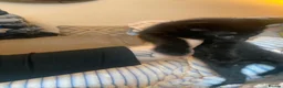 Mixed Breed cats for sale: Beautiful kittens  - Advert 25