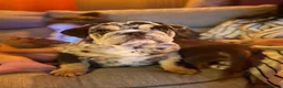 English Bulldog dogs for sale: KC reg black Merle bitch 💖 in Southport - Advert 14