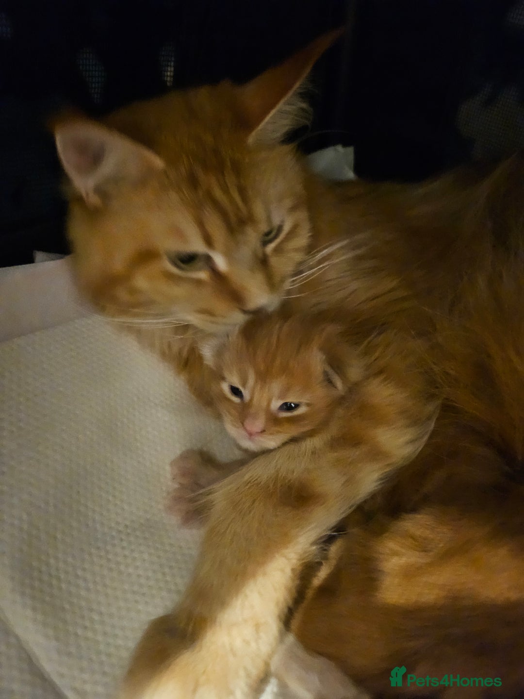 Maine Coon cats for sale: ARIODREAMMAINECOON  - Advert 11