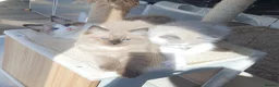 Ragdoll cats for sale: 🤎 READY NOW seal mink sepia cherubim BOY 🤎 - Advert 9