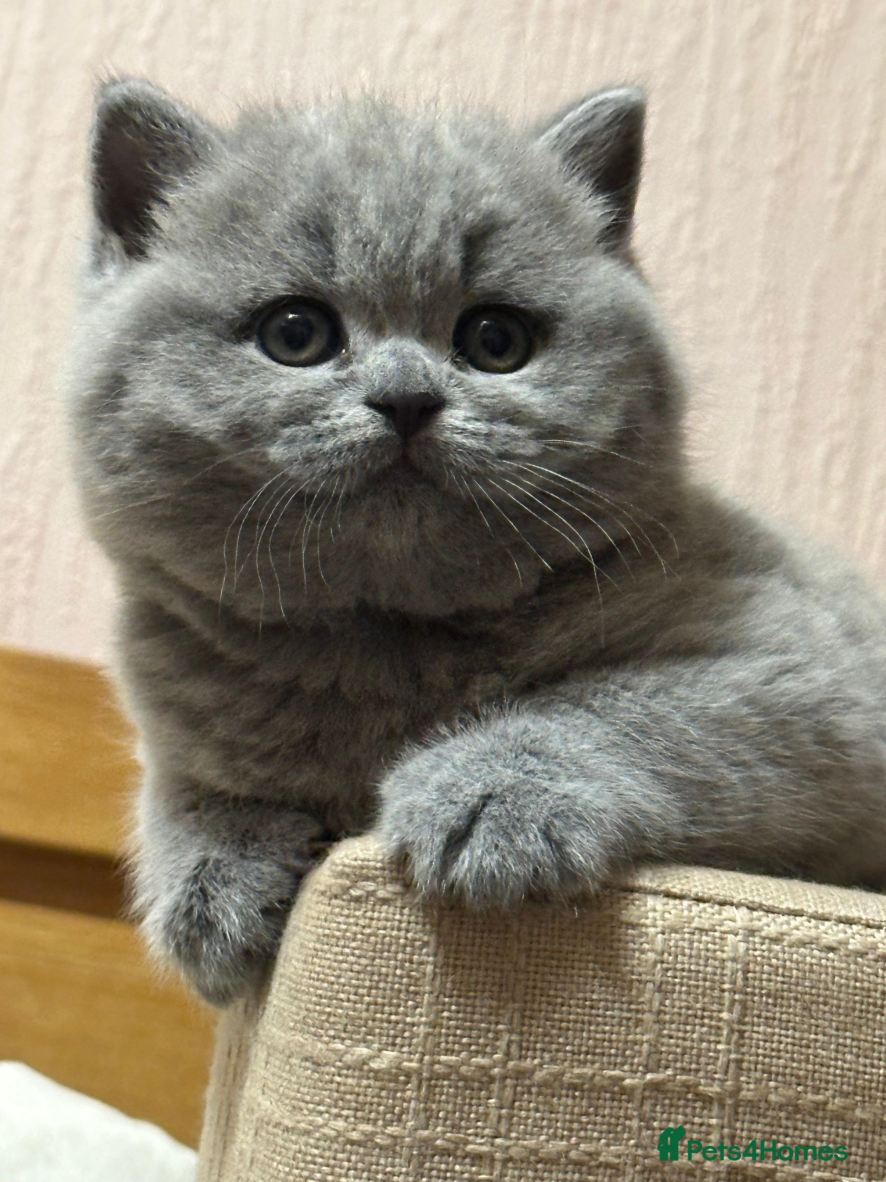 British Shorthair cats GCCF registered kittens  - Advert 5