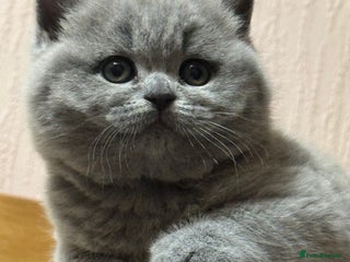 British Shorthair cats GCCF registered kittens - Advert 5