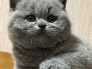 British Shorthair cats GCCF registered kittens - Advert 4