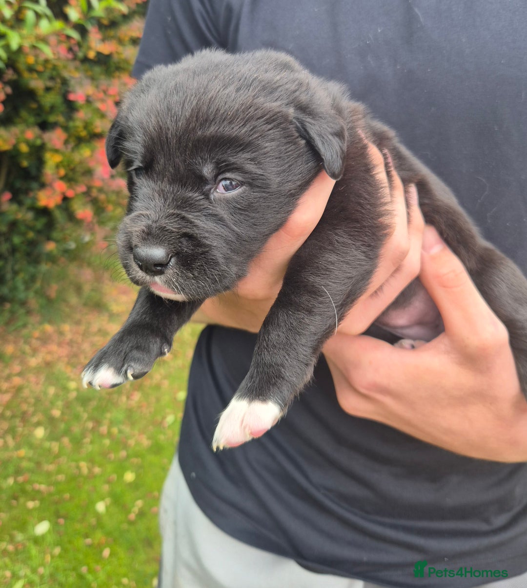 Labrador Retriever dogs for sale: Borador puppies! - Image 6