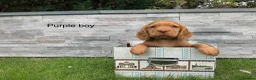 Cocker Spaniel dogs for sale: Hereditary clear working cocker spaniels - Advert 3