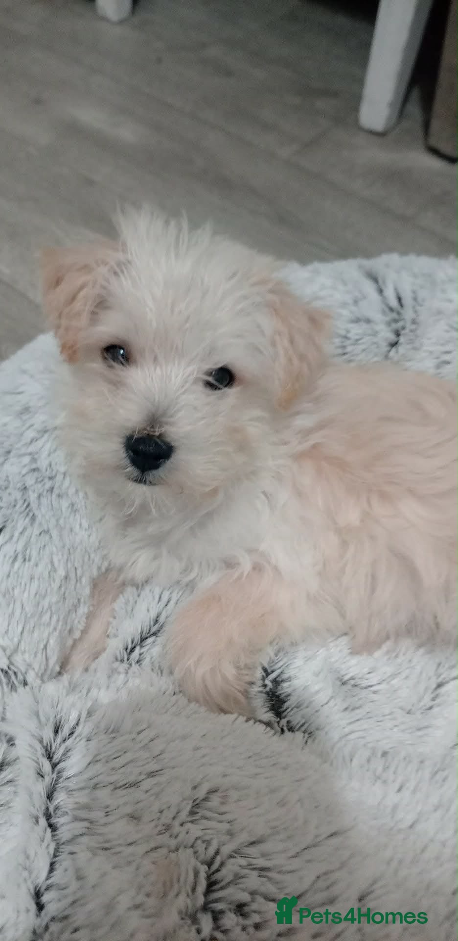 Westiepoo dogs  Gorgeous 10-Week-Old Westiepoo Boy  - Advert 2