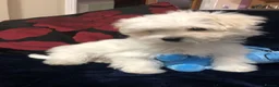 Mixed Breed dogs for sale: shihtzu / bichon x maltese  - Advert 3