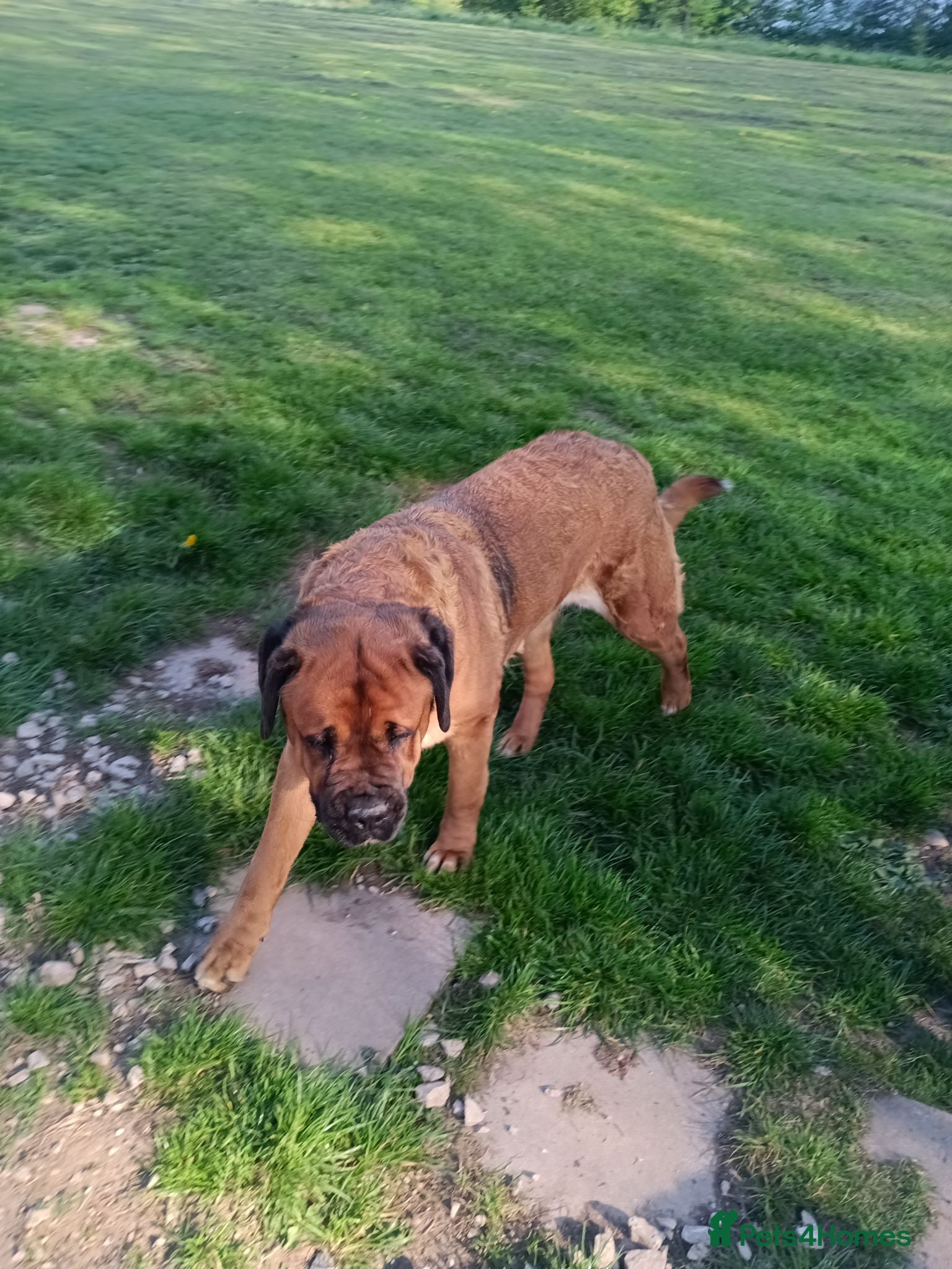 Mixed Breed dogs Saint Bernard Neapolitan x Boerboel Neapolitan  - Advert 2