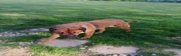 Mixed Breed dogs for sale: Saint Bernard Neapolitan x Boerboel Neapolitan  - Advert 2