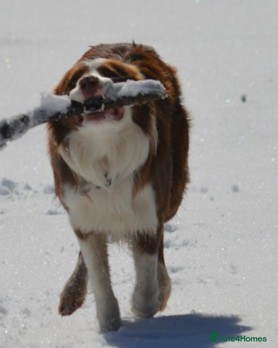 Border Collie dogs for sale: Red and white border collie/Sheepdog Pups - Image 24