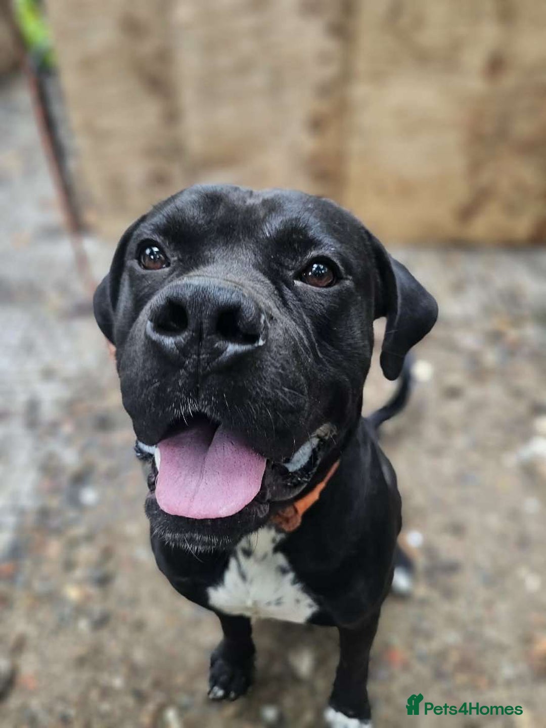 Mixed Breed dogs for sale: 6 beautiful babies for sale ready feb  - Advert 4