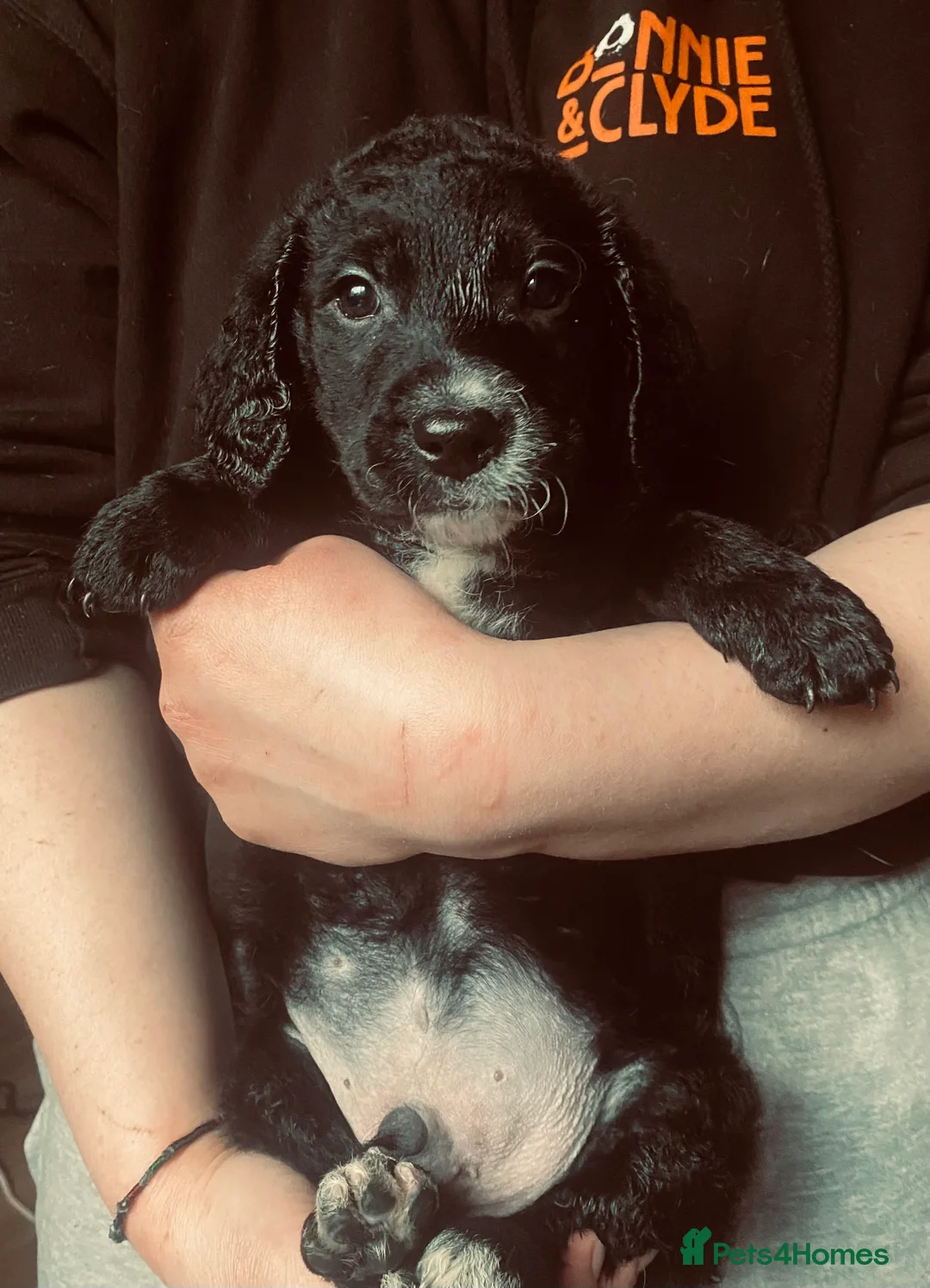 Mixed Breed dogs for sale: Labrador X Sproodle - Advert 22