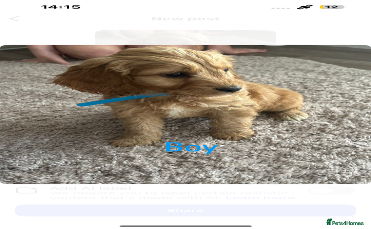 Cockapoo dogs - Advert 2