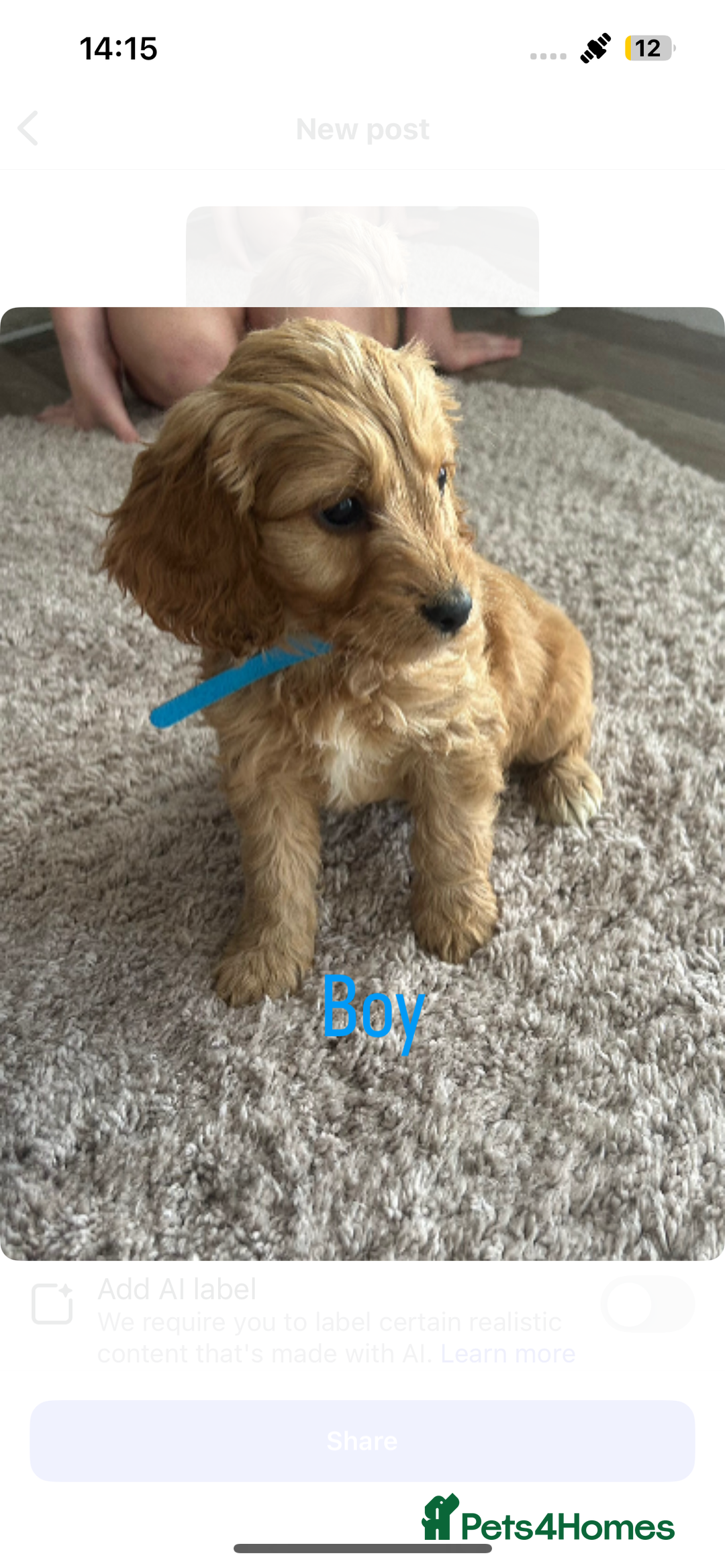 Cockapoo dogs for sale: Adorable cockerpoo puppies - Image 1
