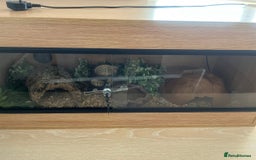 Python Snake reptiles for sale: Leopard ball python male  - Image 3