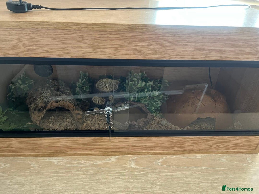 Python Snake reptiles for sale: Leopard ball python male  - Image 3
