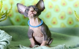 Sphynx cats for sale: Bloodline Sphynx Kittens  - Image 34