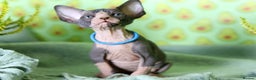 Sphynx cats for sale: Bloodline Sphynx Kittens  - Advert 32