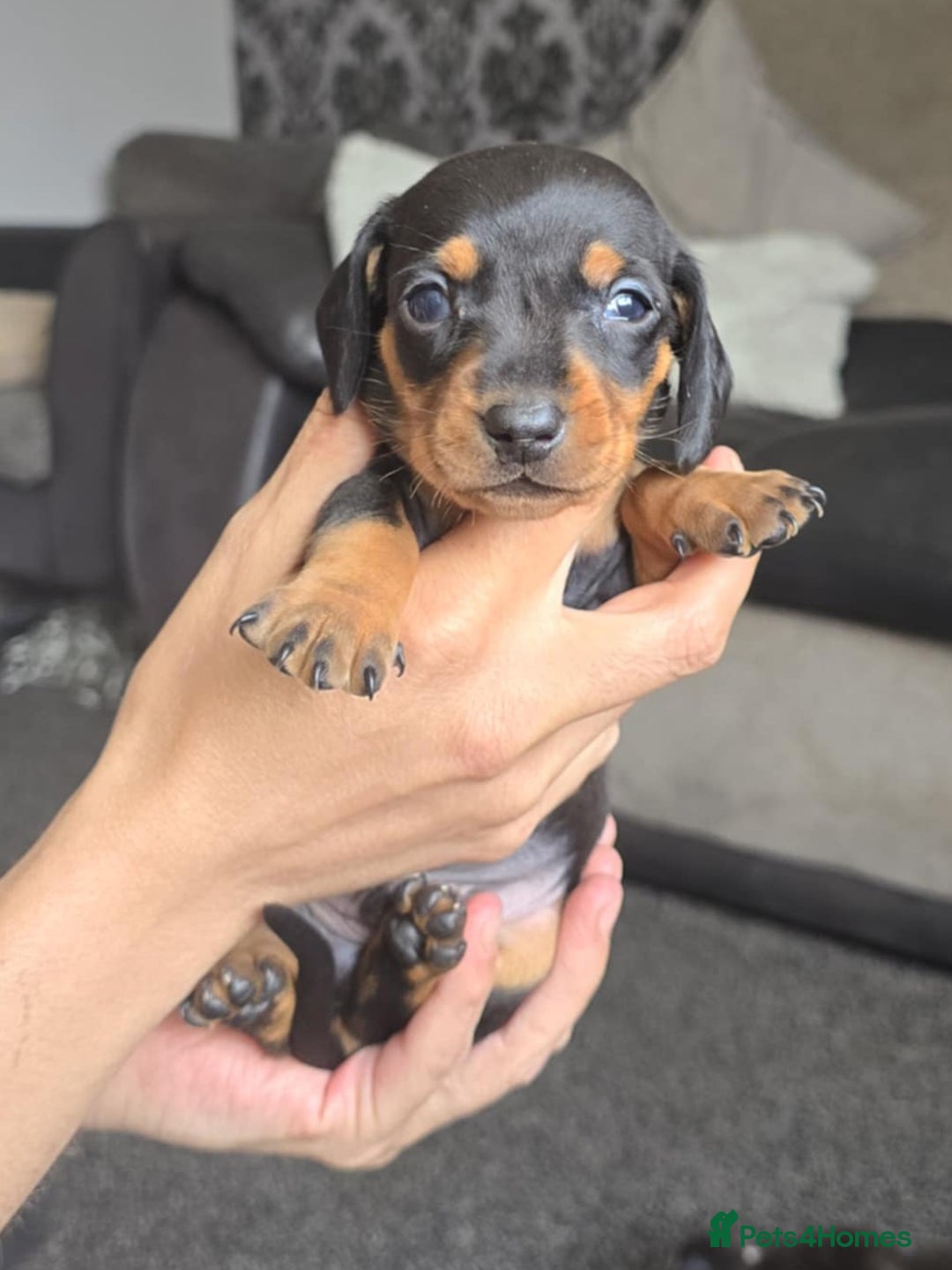 Miniature Dachshund dogs for sale: Miniature dachshunds  - Image 5