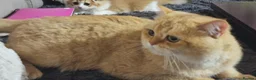 British Shorthair cats for stud: BSH registed proven stud - Advert 18