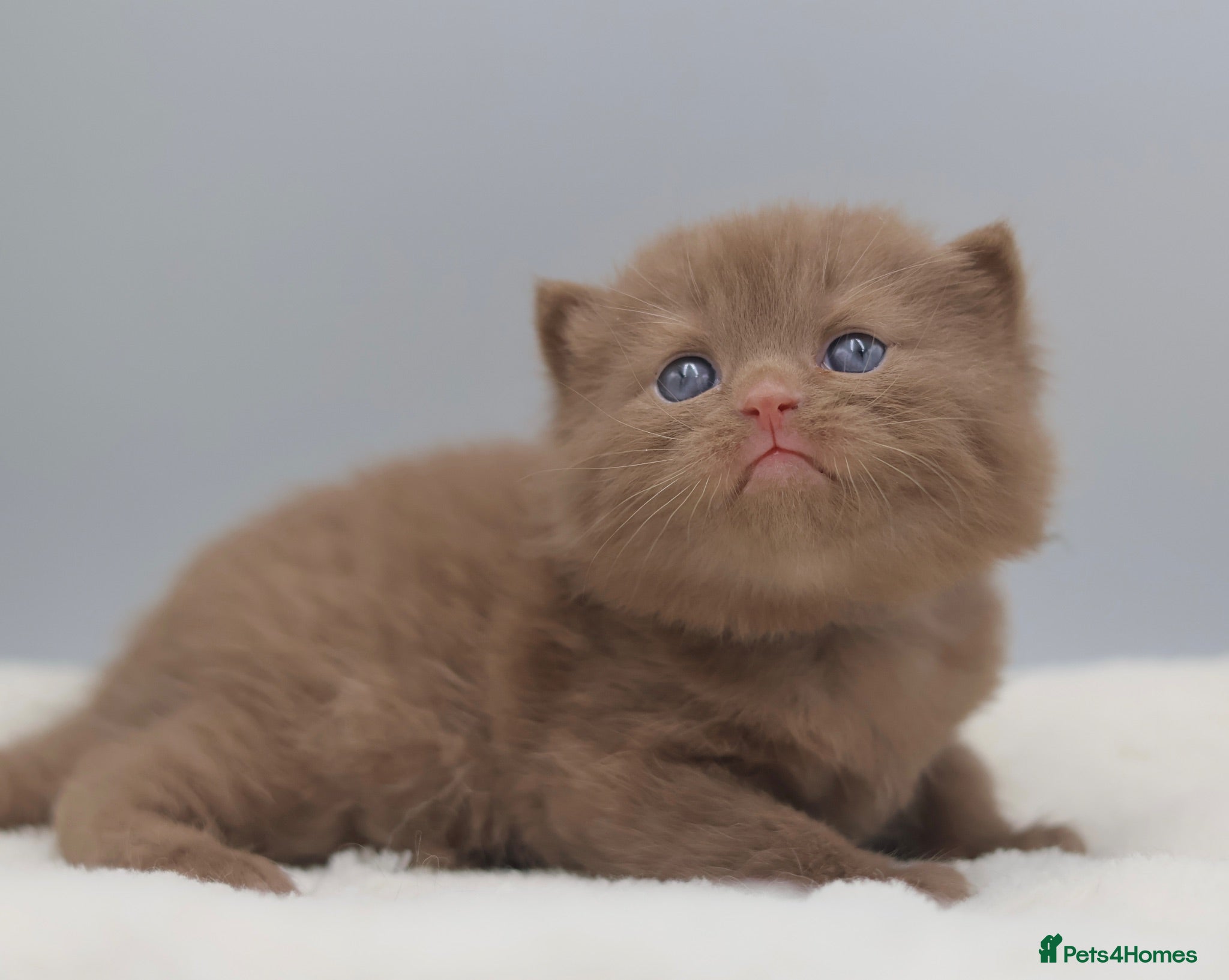 British Shorthair cats PEDIGREE BRITISH SHORTHAIR KITTENS - Advert 1