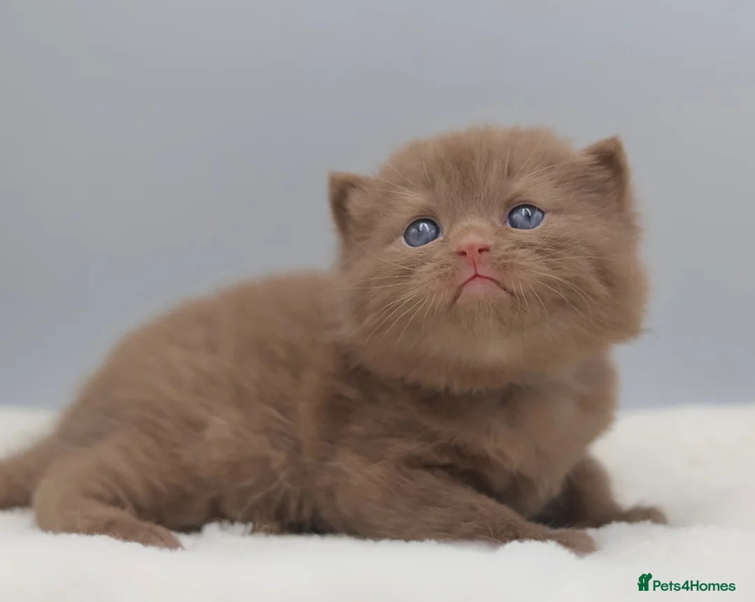British Shorthair cats for sale: PEDIGREE BRITISH SHORTHAIR KITTENS - Advert 1