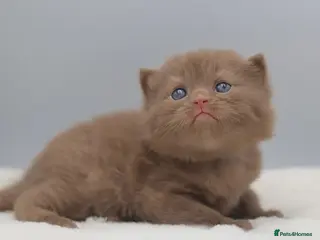 British Shorthair cats for sale: PEDIGREE BRITISH SHORTHAIR KITTENS - Advert 1