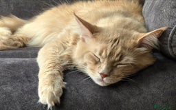 Maine Coon cats for sale: 4 Maine Coons (Mum, Dad, Son amd Daughter) - Image 9
